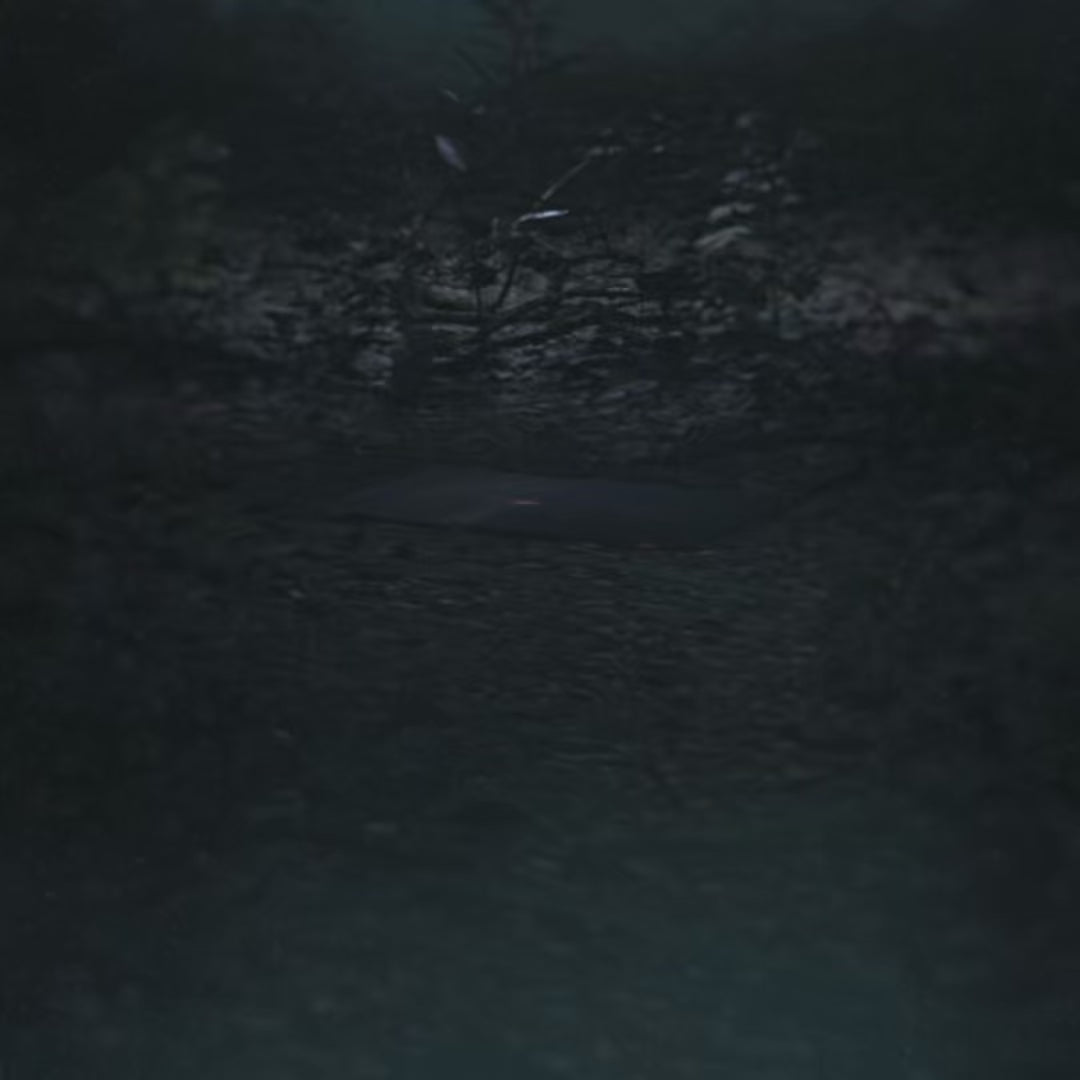 Don't Go In The Forest Autographed Vinyl [Thirsty Earth Edition]