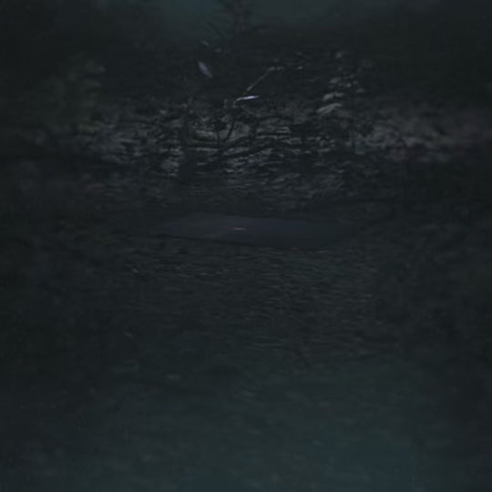 Don't Go In The Forest Autographed Vinyl [Thirsty Earth Edition]